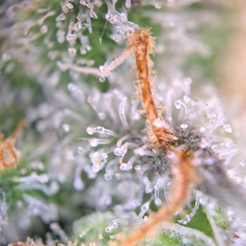 Wedding Cake WeedSeedShop growlog photo: Royal Cheese Erntereif
Wedding Cake überwiegen trübe mit vereinzelt Durchsichtigen Trichomen.