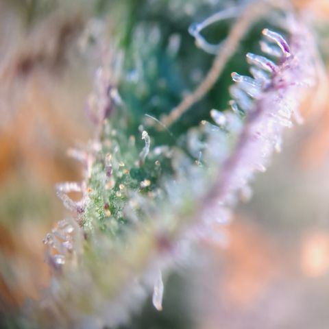 Wedding Cake WeedSeedShop growlog photo: Royal Cheese Erntereif
Wedding Cake überwiegen trübe mit vereinzelt Durchsichtigen Trichomen.