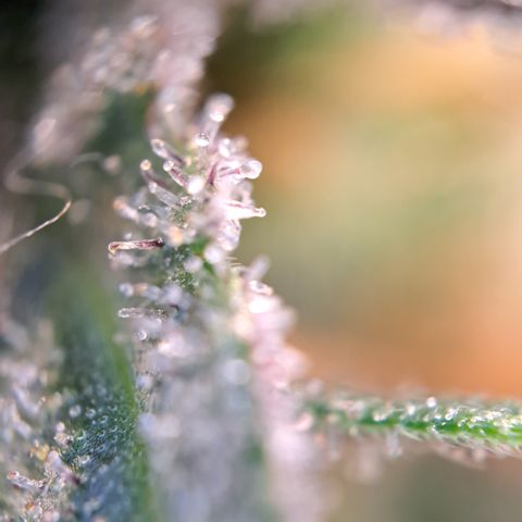 Wedding Cake WeedSeedShop growlog photo: Royal Cheese Erntereif
Wedding Cake überwiegen trübe mit vereinzelt Durchsichtigen Trichomen.