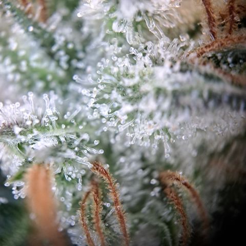 Wedding Cake WeedSeedShop growlog photo: Royal Cheese Erntereif
Wedding Cake überwiegen trübe mit vereinzelt Durchsichtigen Trichomen.