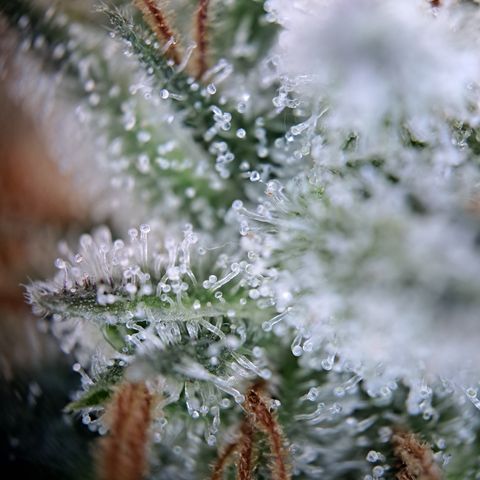 Wedding Cake WeedSeedShop growlog photo: Royal Cheese Erntereif
Wedding Cake überwiegen trübe mit vereinzelt Durchsichtigen Trichomen.
