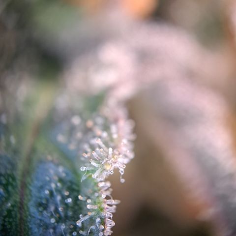 Wedding Cake WeedSeedShop growlog photo: Royal Cheese Erntereif
Wedding Cake überwiegen trübe mit vereinzelt Durchsichtigen Trichomen.