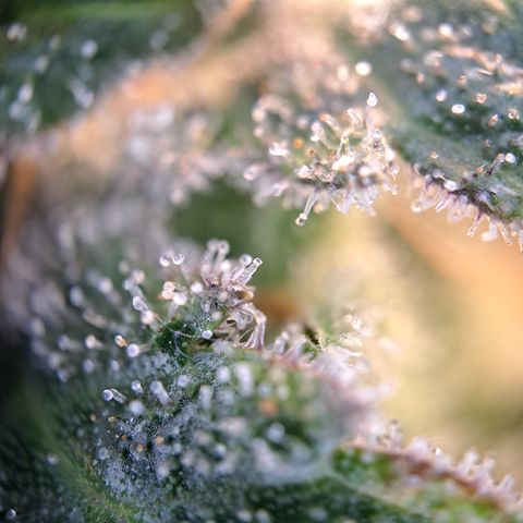 Wedding Cake WeedSeedShop growlog photo: Royal Cheese Erntereif
Wedding Cake überwiegen trübe mit vereinzelt Durchsichtigen Trichomen.