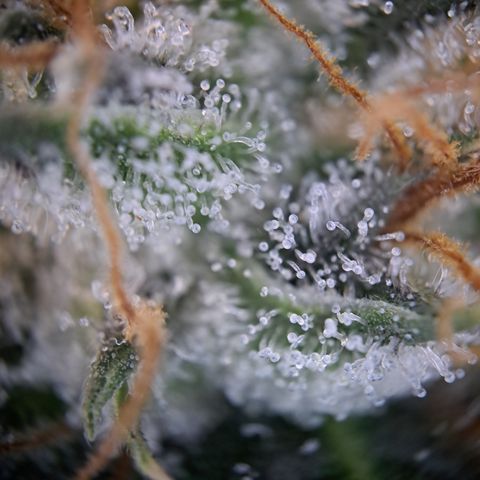 Wedding Cake WeedSeedShop growlog photo: Royal Cheese Erntereif
Wedding Cake überwiegen trübe mit vereinzelt Durchsichtigen Trichomen.