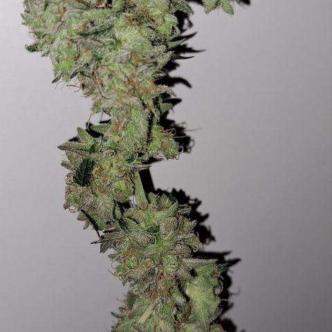 Royal Cheese RQS (Fast Flowering) growlog photo: %60
19.3°c
