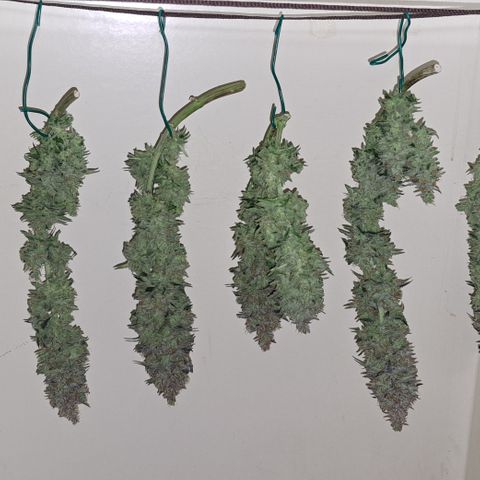 Royal Cheese RQS (Fast Flowering) growlog photo: %60
19.3°c
