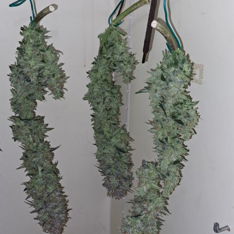 Royal Cheese RQS (Fast Flowering) growlog photo: %60
19.3°c
