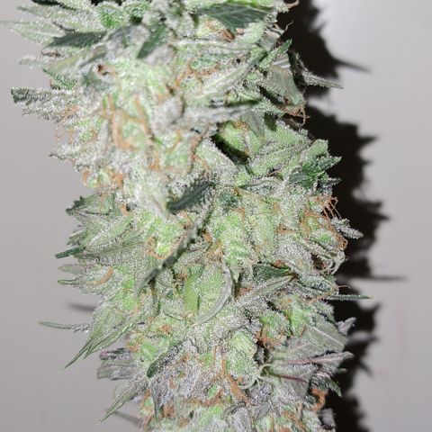 Royal Cheese RQS (Fast Flowering) growlog photo: %60
19.3°c
