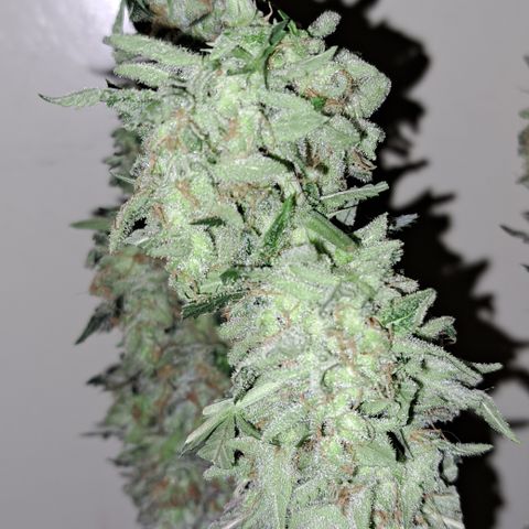 Royal Cheese RQS (Fast Flowering) growlog photo: %60
19.3°c
