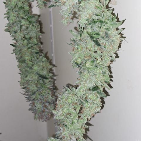 Wedding Cake WeedSeedShop growlog timeline photo