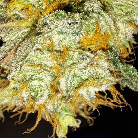 Wedding Cake WeedSeedShop growlog photo: Tag 2 Trocknung Wedding Cake
Tag 3 Trocknung Royal Cheese