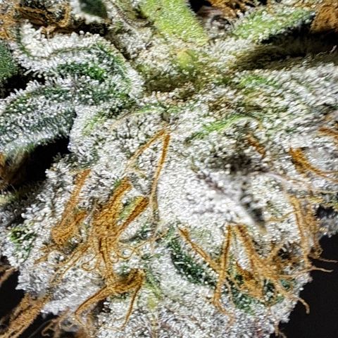 Wedding Cake WeedSeedShop growlog photo: Tag 2 Trocknung Wedding Cake
Tag 3 Trocknung Royal Cheese