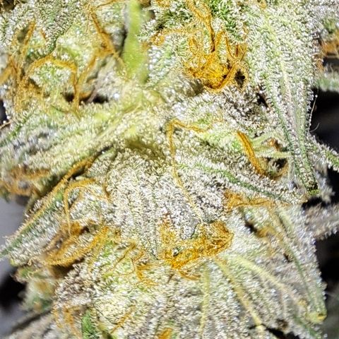 Wedding Cake WeedSeedShop growlog photo: Tag 2 Trocknung Wedding Cake
Tag 3 Trocknung Royal Cheese
