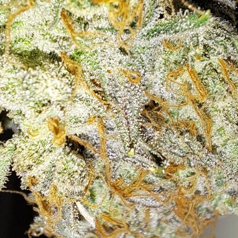 Wedding Cake WeedSeedShop growlog photo: Tag 2 Trocknung Wedding Cake
Tag 3 Trocknung Royal Cheese