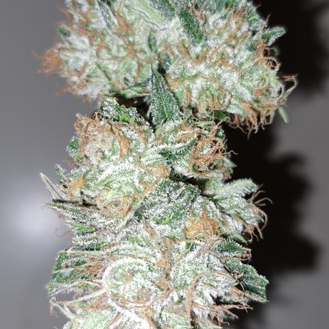 Wedding Cake WeedSeedShop growlog photo: Tag 2 Trocknung Wedding Cake
Tag 3 Trocknung Royal Cheese