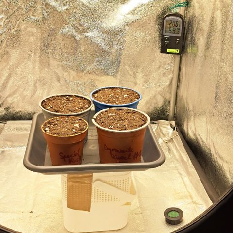 Blue Gelato growlog timeline photo