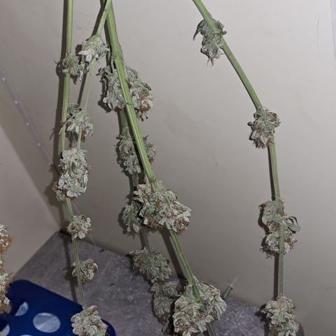 Wedding Cake WeedSeedShop growlog photo: Temperatur 19.4
RLF 58
