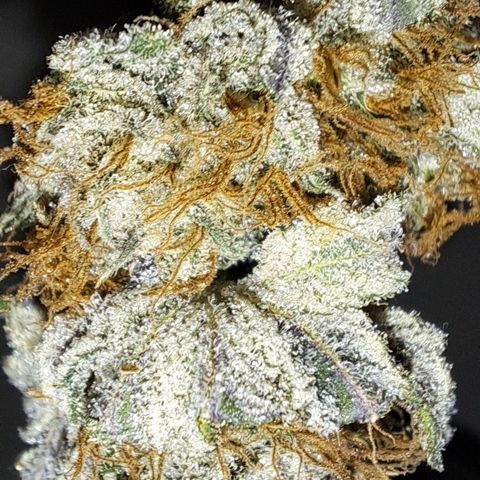 Wedding Cake WeedSeedShop growlog photo: Temperatur 19.4
RLF 58
