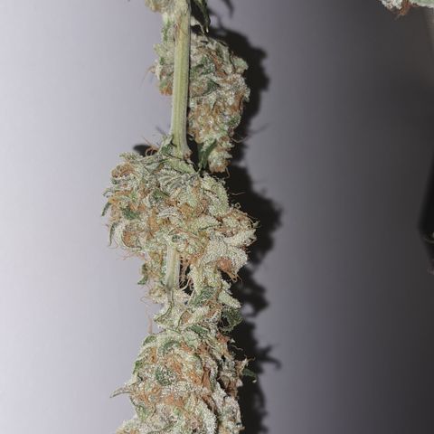 Wedding Cake WeedSeedShop growlog photo: Temperatur 19.4
RLF 58
