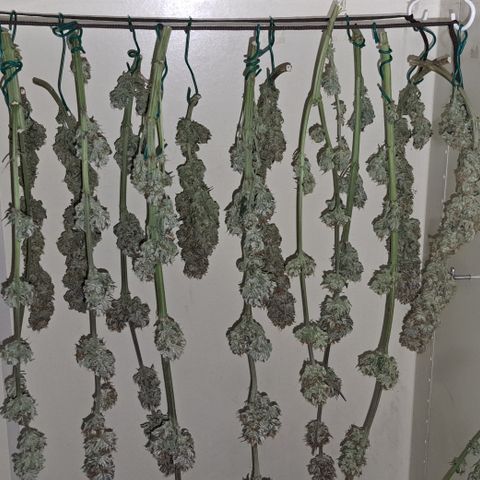 Wedding Cake WeedSeedShop growlog photo: Temperatur 19.4
RLF 58
