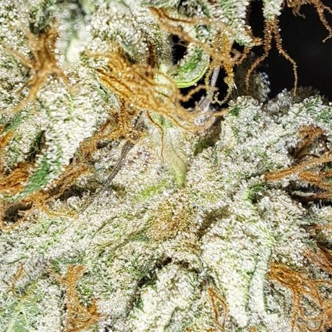 Wedding Cake WeedSeedShop growlog photo: Temperatur 19.4
RLF 58

