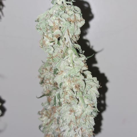 Wedding Cake WeedSeedShop growlog photo: Temperatur 19.4
RLF 58
