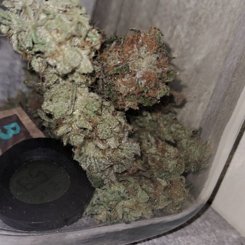 Royal Cheese RQS (Fast Flowering) growlog photo: Erste Knospen zum curen.
Zweig hat geknackt aber ist noch biegsam. 