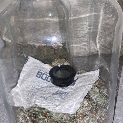 Wedding Cake WeedSeedShop growlog photo: Boveda pack in jedem drin.
RLF nach 5 min 64%
Lasse es offen für eine halbe Stunde.