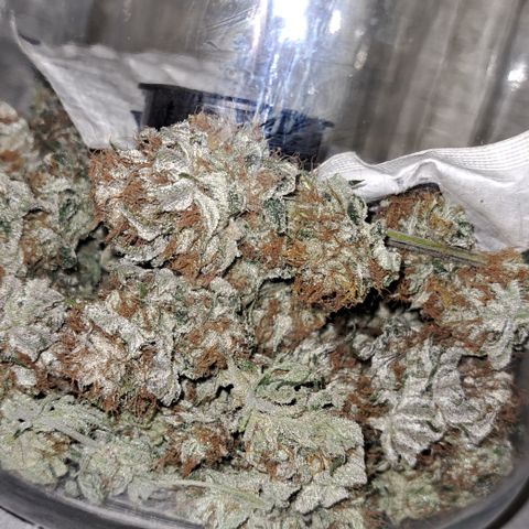 Wedding Cake WeedSeedShop growlog photo: Boveda pack in jedem drin.
RLF nach 5 min 64%
Lasse es offen für eine halbe Stunde.