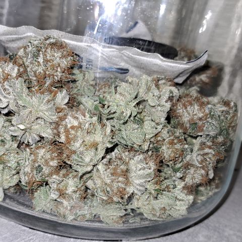 Wedding Cake WeedSeedShop growlog photo: Boveda pack in jedem drin.
RLF nach 5 min 64%
Lasse es offen für eine halbe Stunde.