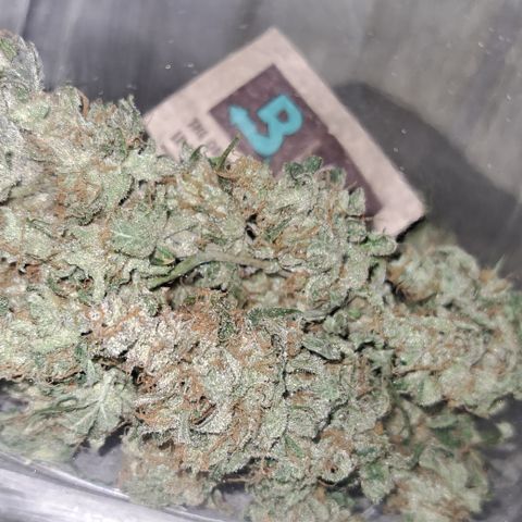 Wedding Cake WeedSeedShop growlog photo: Boveda pack in jedem drin.
RLF nach 5 min 64%
Lasse es offen für eine halbe Stunde.