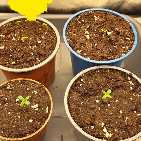 Blue Gelato growlog timeline photo