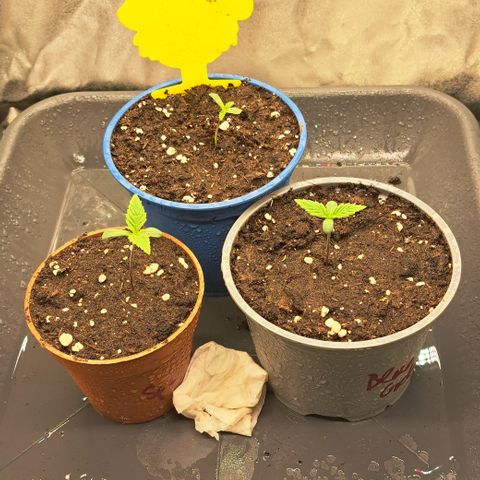 Blue Gelato growlog timeline photo