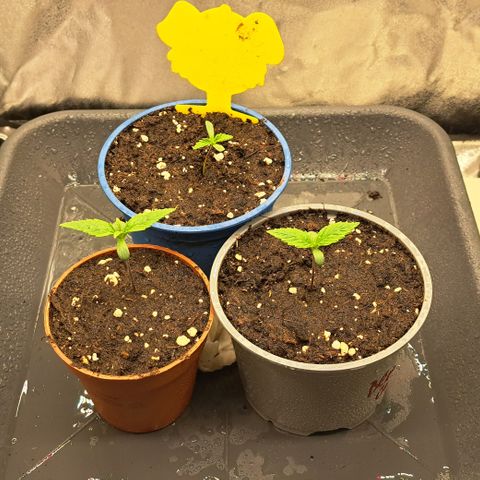 Blue Gelato growlog timeline photo