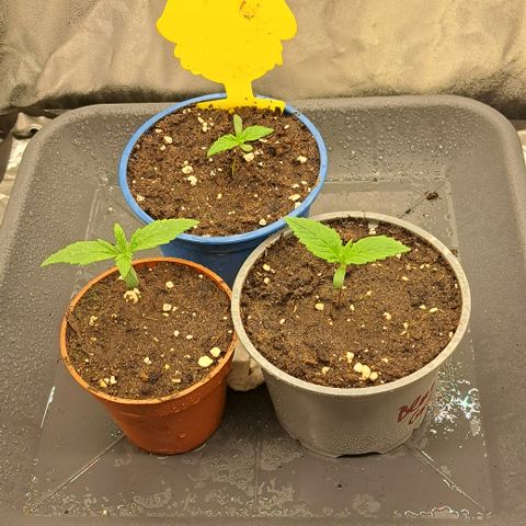 Blue Gelato growlog timeline photo