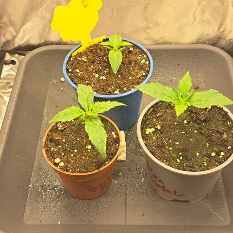 Blue Gelato growlog timeline photo