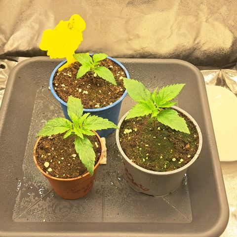 Blue Gelato growlog timeline photo