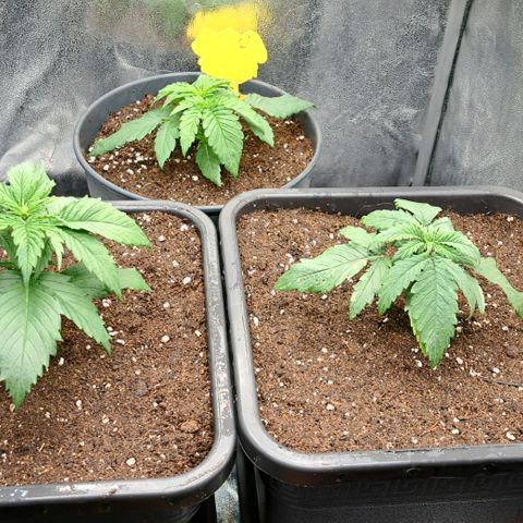 Blue Gelato growlog photo: Umgetopft
2x 25l
1x 14l