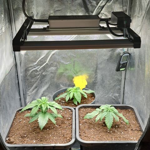 Blue Gelato growlog photo: Umgetopft
2x 25l
1x 14l