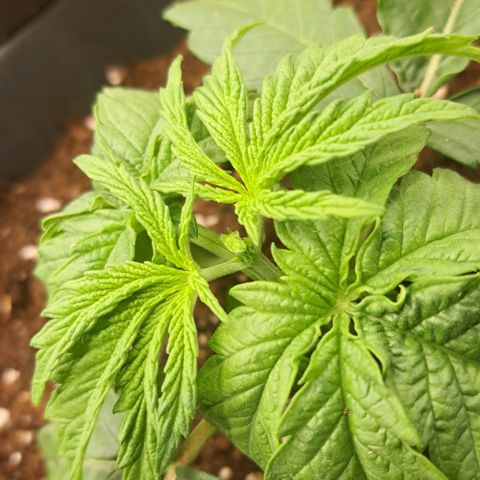 Blue Gelato growlog timeline photo