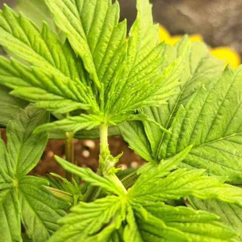 Blue Gelato growlog timeline photo