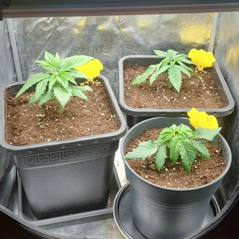 Blue Gelato growlog timeline photo