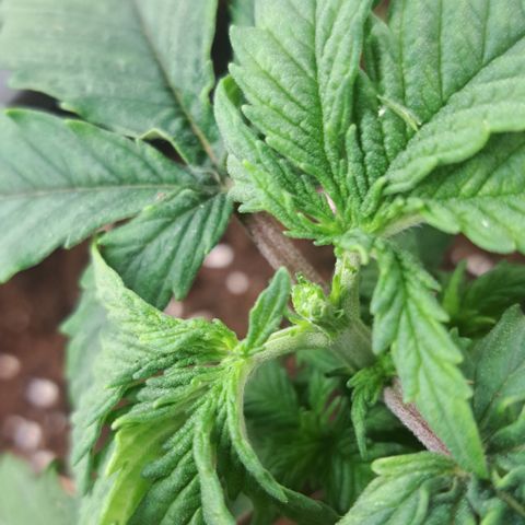 Blue Gelato growlog timeline photo