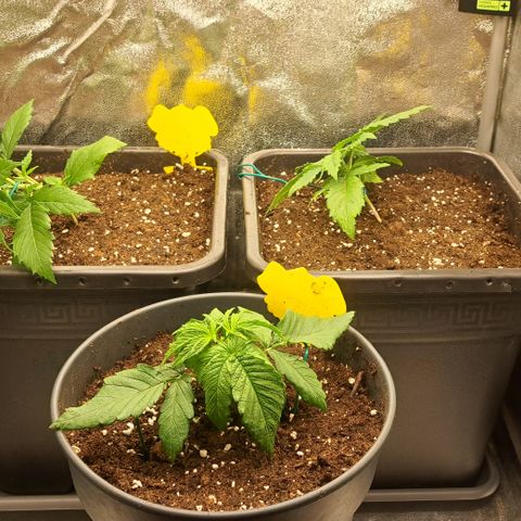 Blue Gelato growlog timeline photo