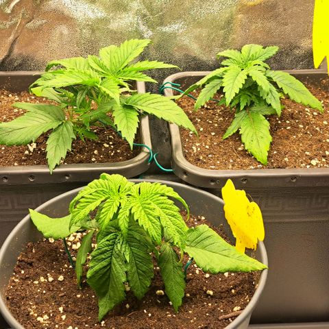 Blue Gelato growlog photo: Dynamite Diesel stockt etwas nachdem toppen und hängt nachdem umtopfen etwas.