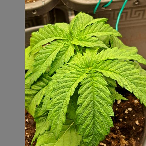 Blue Gelato growlog timeline photo