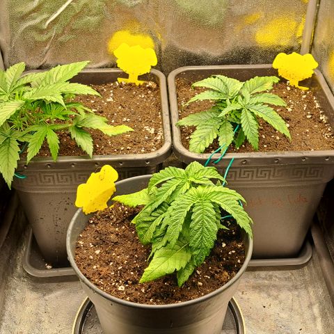 Blue Gelato growlog timeline photo