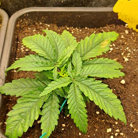 Blue Gelato growlog timeline photo