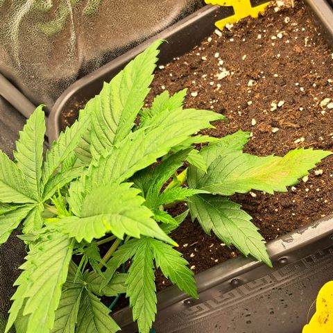 Blue Gelato growlog timeline photo