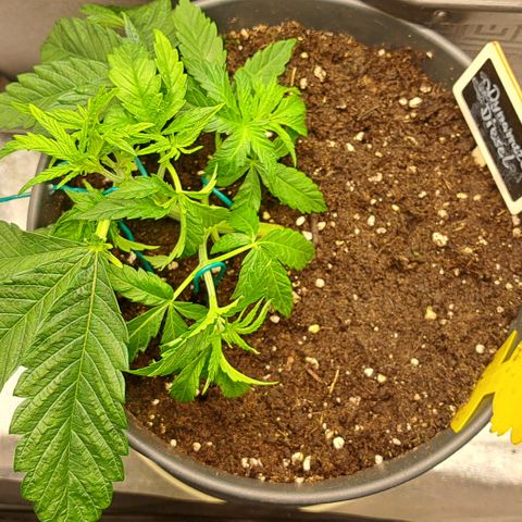 Blue Gelato growlog photo: Erde bei allen Damen gelockert.
Die Blätter Ausgedünnt und dafür gesorgt das die neuen Zweige Licht bekommen.
Neue Zweige runtergebunden und zurecht gedrückt.
Erde mit Draht gepiekst das sie schneller trocknet und mehr Luft oben rum kriegt.